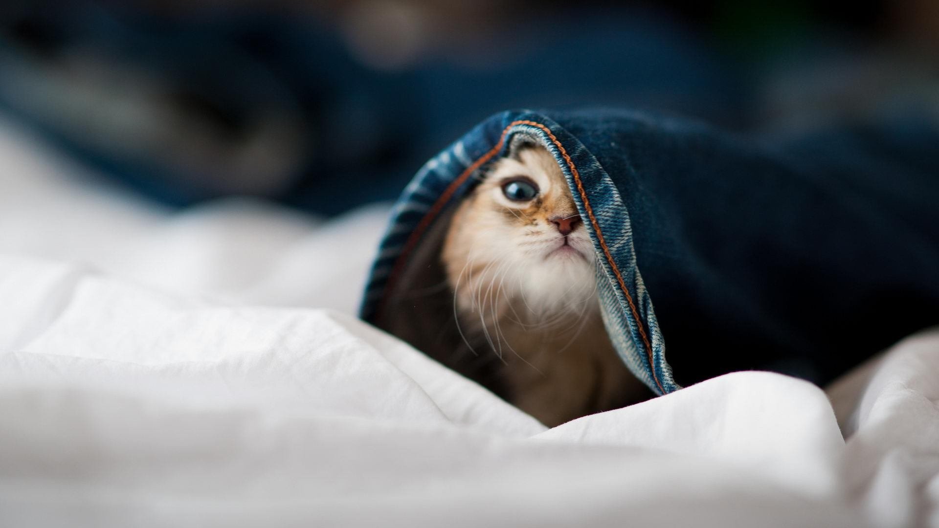 乒坛对决马龙再战樊振东,马龙和樊振东男乒决赛直播