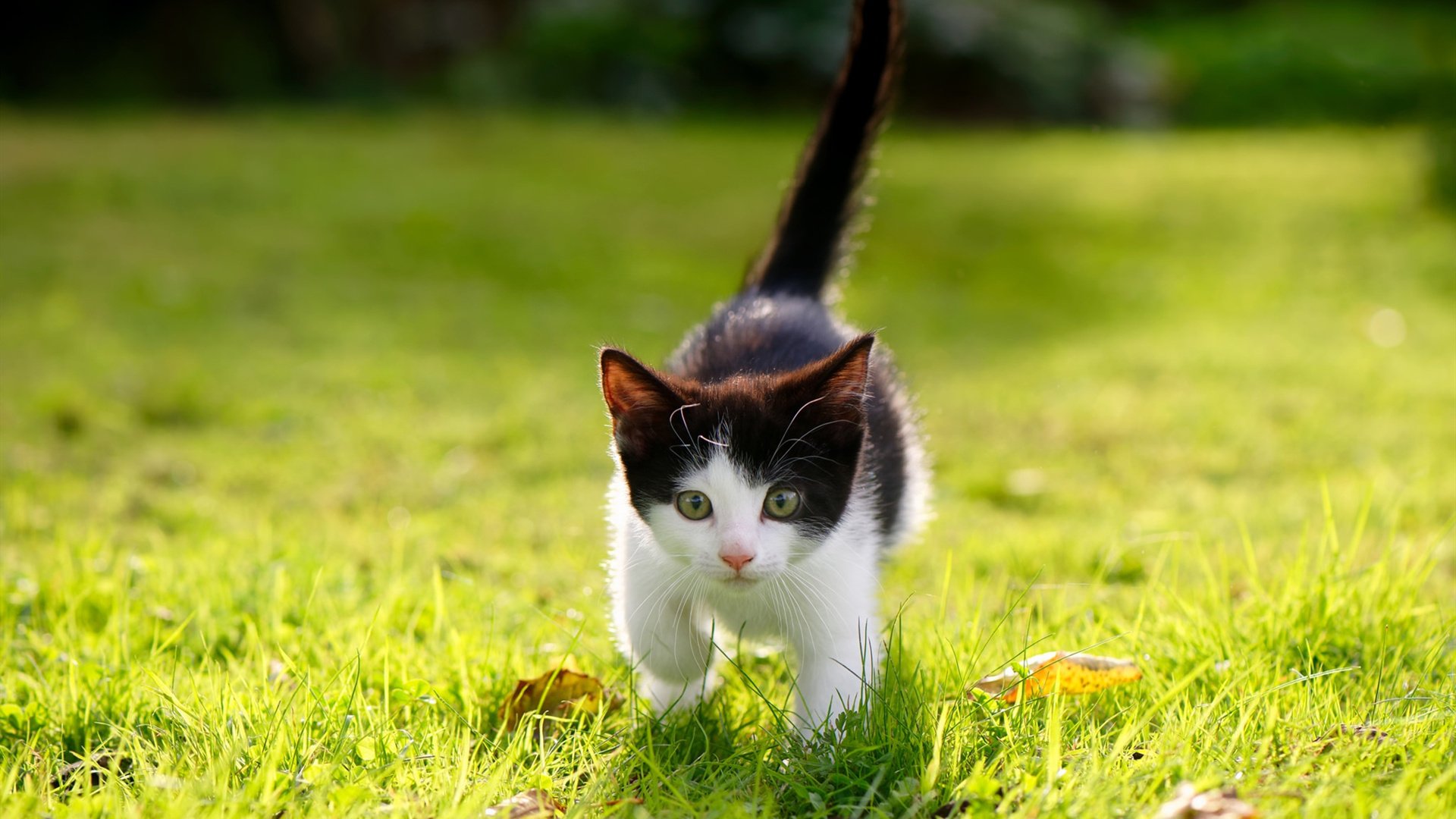 新的赛制规则更注重选手体能与技术的平衡，比赛赛制规则