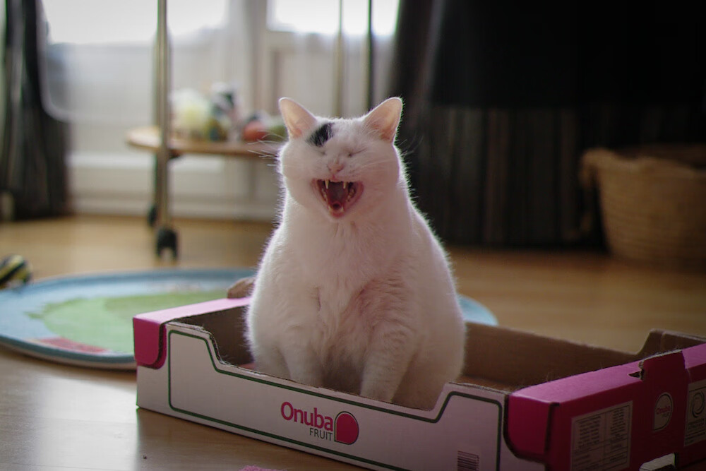 美男队接力配合流畅 稳如磐石,ogn美男队